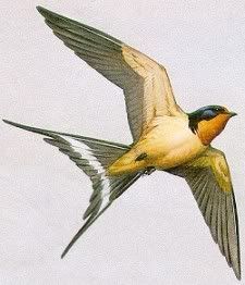 swallowbird.jpg swallow bird image by xicali