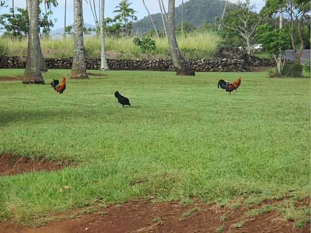 Hawaiichickens-resized_zpsb60b24e7.jpg