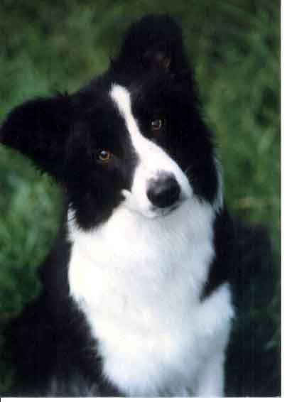 border collie dog Pictures, Images and Photos