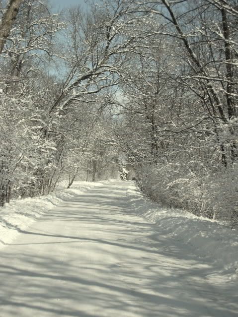 snowtrees.jpg