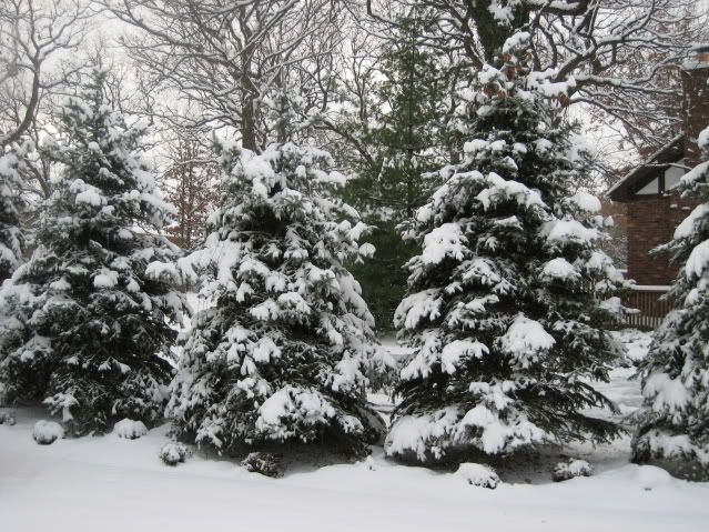 wintertrees.jpg