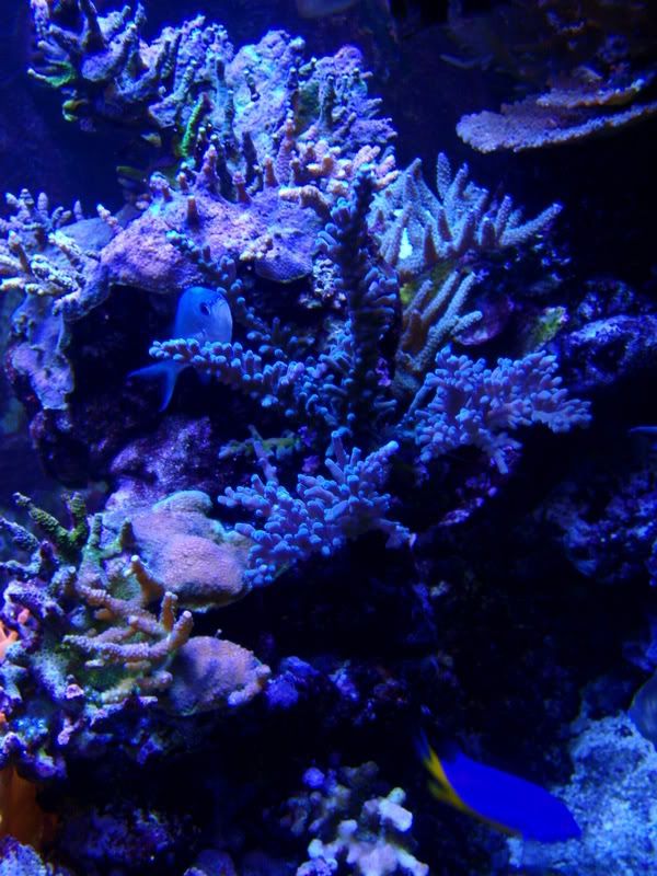 Feb09chromis.jpg