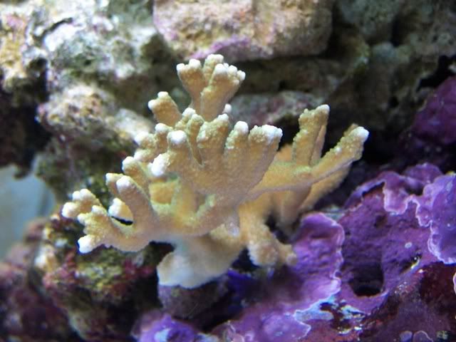corals09-05-06digi.jpg