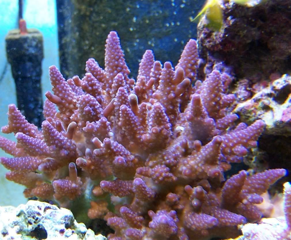 corals09-05-06gemmi.jpg