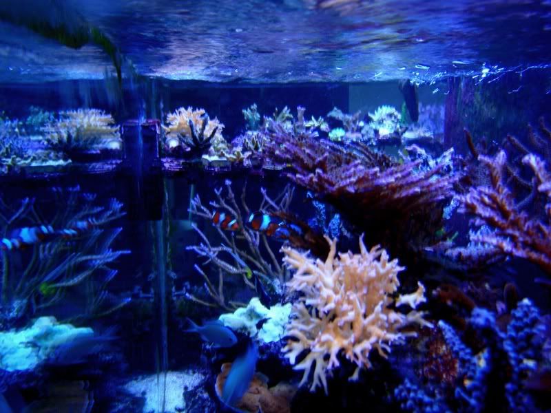 reeftopfromrightfeb09.jpg