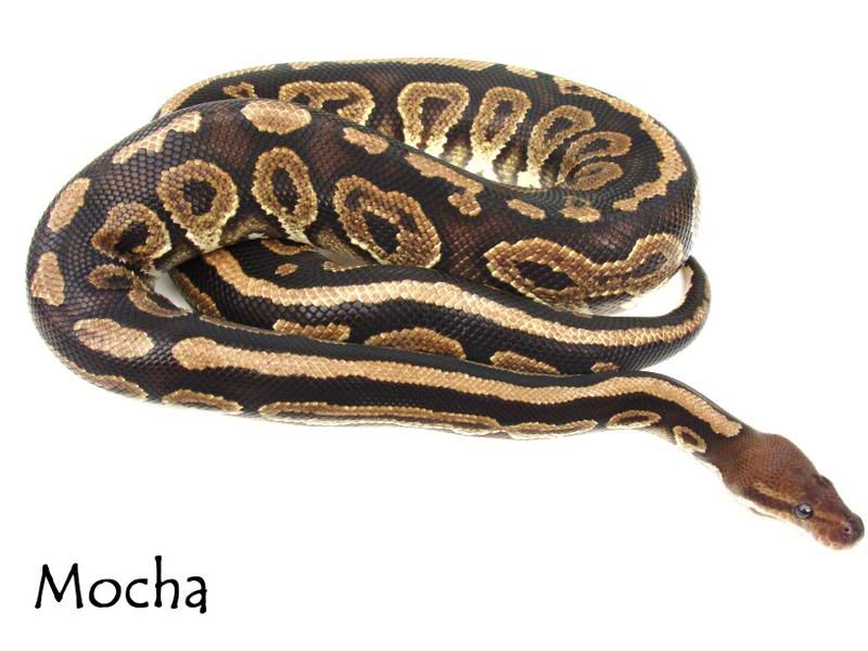 Mocha Ball Python