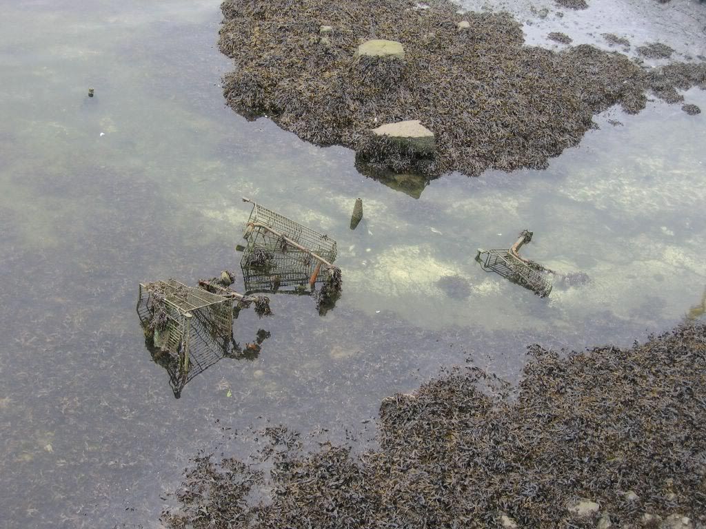 cespool Pictures, Images and Photos