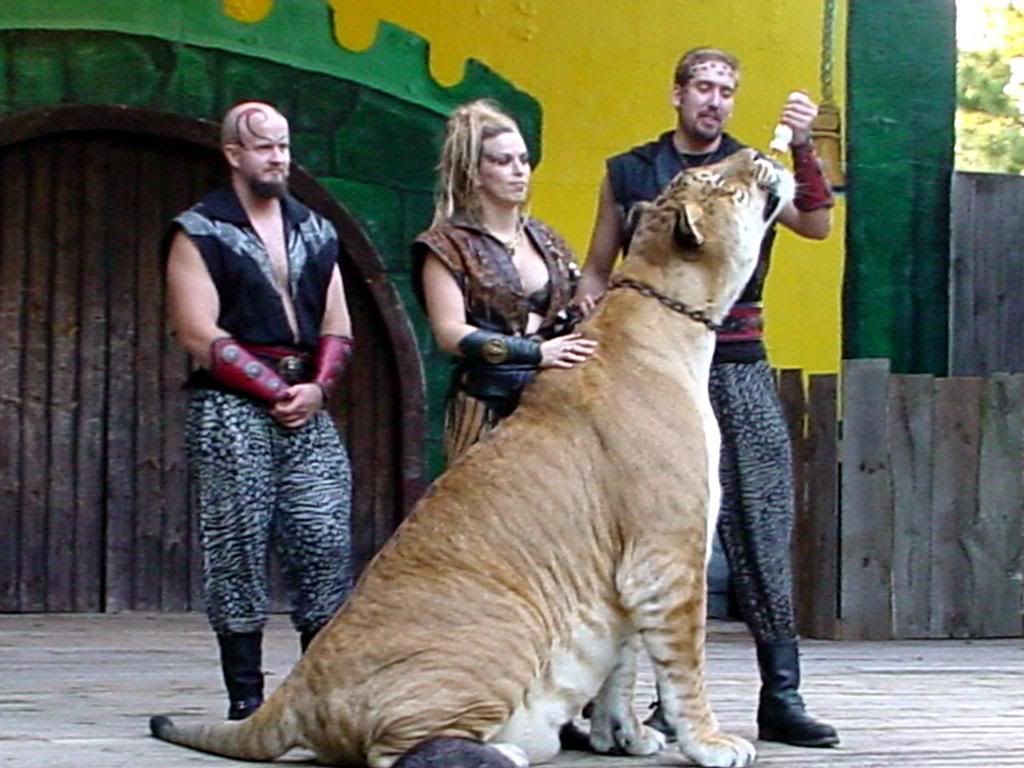 liger2.jpg