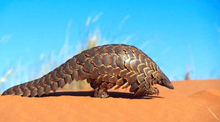 pangolin.jpg