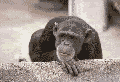 Neggyape.gif