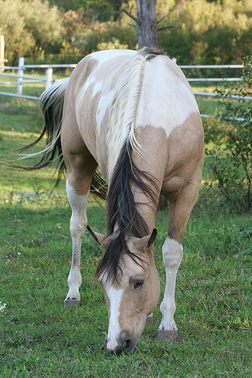 Buckskin Paint