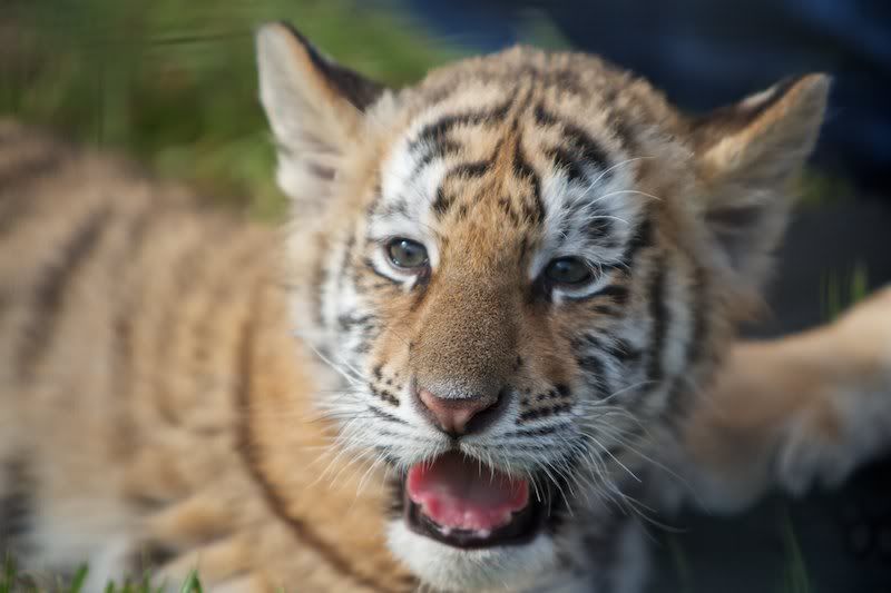 IMAGE: http://i43.photobucket.com/albums/e357/WhiskeyHotel/tigers/IMG_0926WH12x18.jpg