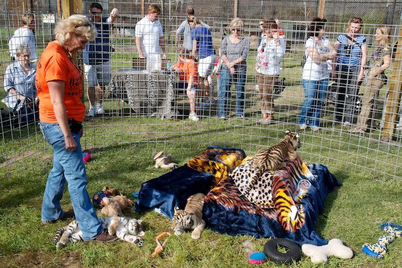 IMAGE: http://i43.photobucket.com/albums/e357/WhiskeyHotel/tigers/IMG_0940WH12x18.jpg