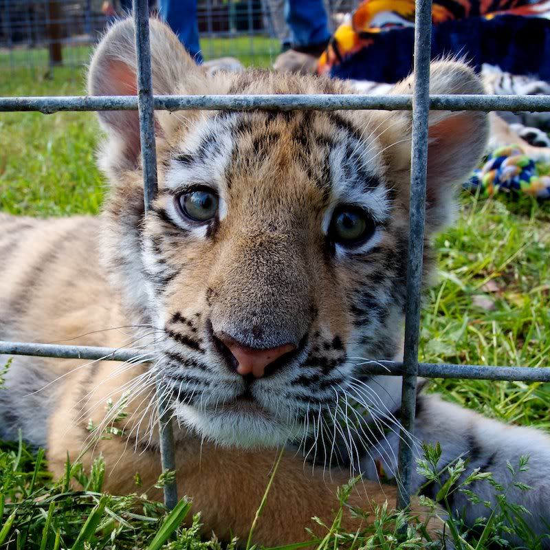 IMAGE: http://i43.photobucket.com/albums/e357/WhiskeyHotel/tigers/IMG_0941WH12x18.jpg