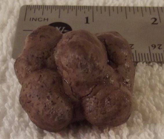 Dinosaur Feces