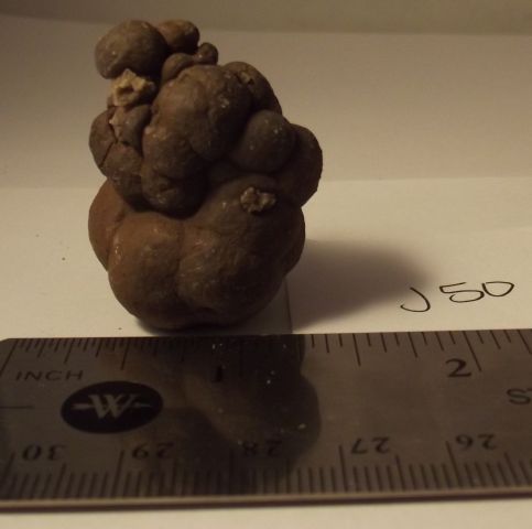 petrified dinosaur feces