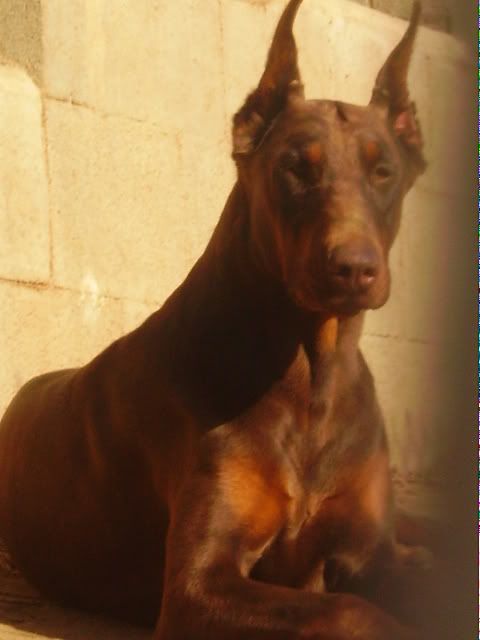 IMGP0187.jpg DOBERMAN PINSCHER image by elu951