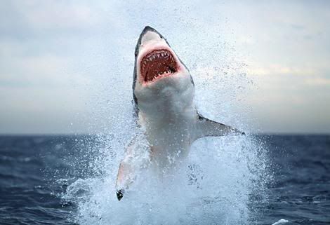 mbn_shark_wideweb__470x3210.jpg