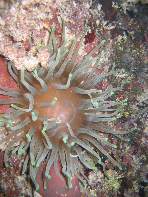 Nekton209.jpg