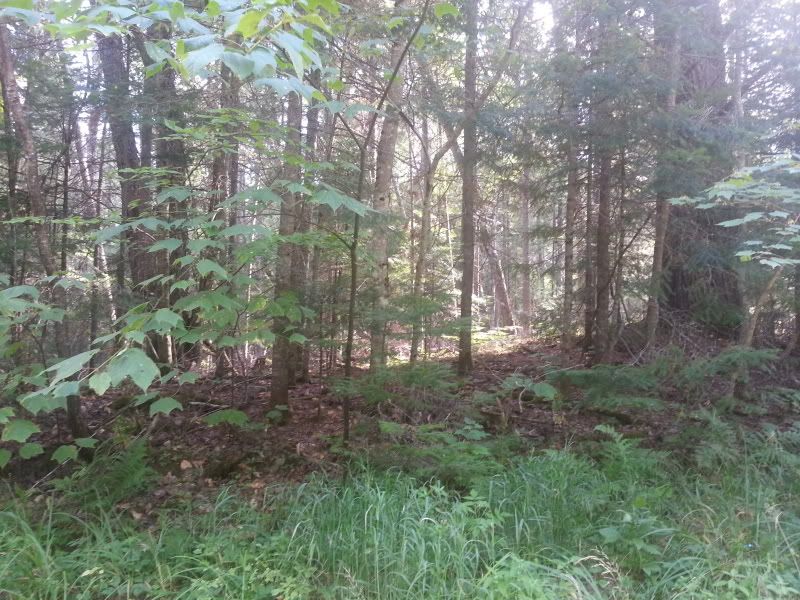 Fisher location NY Trappers Forum