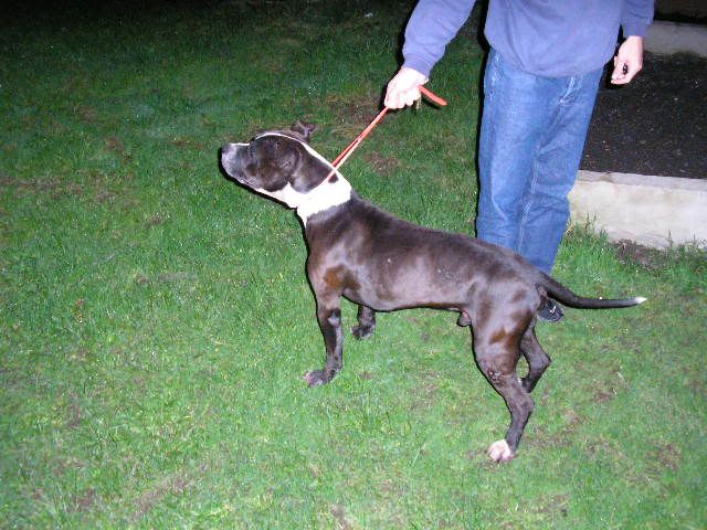 marley20003.jpg