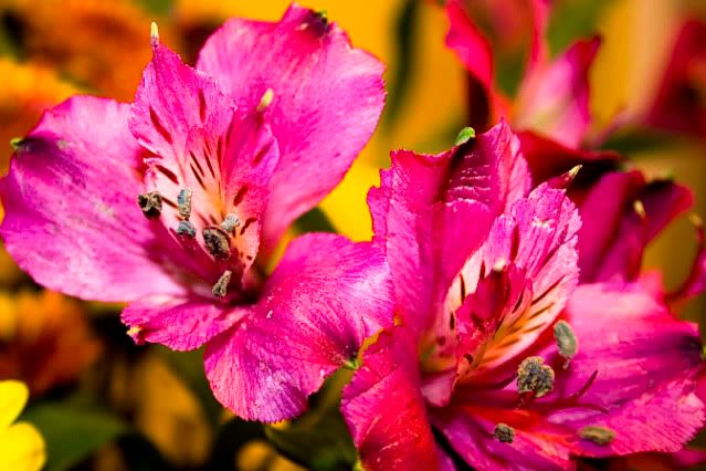 IMAGE: http://i43.photobucket.com/albums/e363/cabbage2003/IMG_7175.jpg