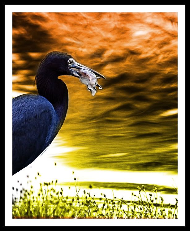 IMAGE: http://i43.photobucket.com/albums/e363/cabbage2003/p22002811.jpg