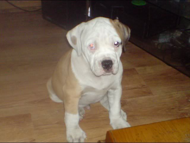 americanbulldog.jpg