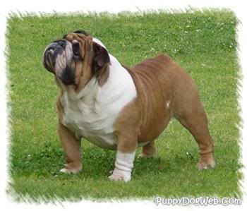 bulldog_pds.jpg