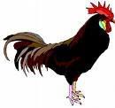 cockerel.jpg
