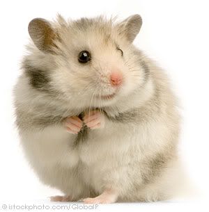a girl hamster