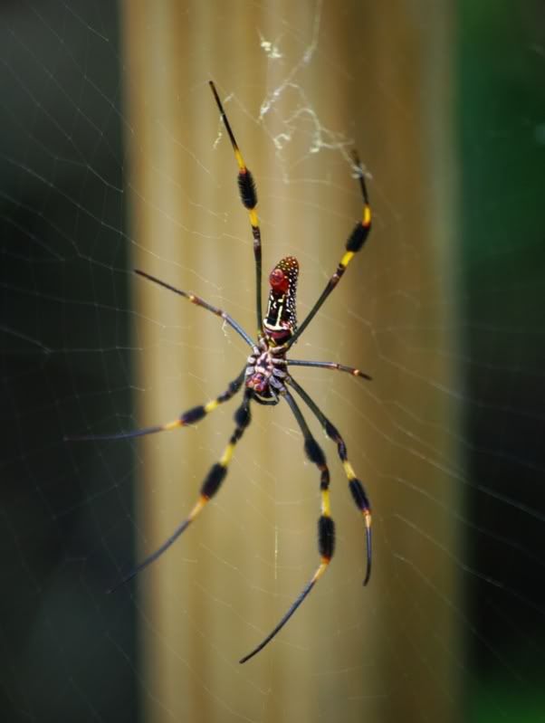 spider1.jpg