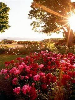 flower garden Pictures, Images and Photos