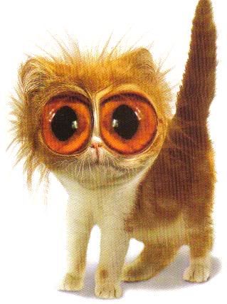 yelcat.jpg