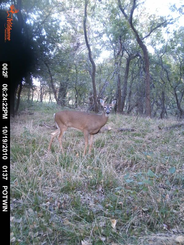 Kansas doe with some sort of ear tags..... Archery Talk Forum