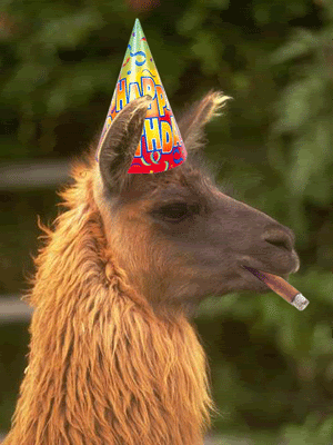 party-llama.gif