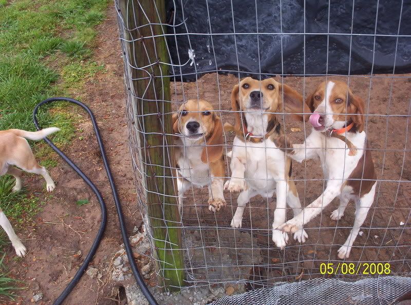 warfield red beagles for sale