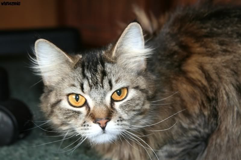 IMAGE: http://i43.photobucket.com/albums/e373/xcusememisswyn/Forum%20Resizes/IMG_22772.jpg