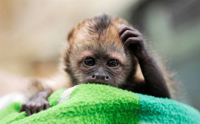 monkeythinks.jpg image by 2thtek