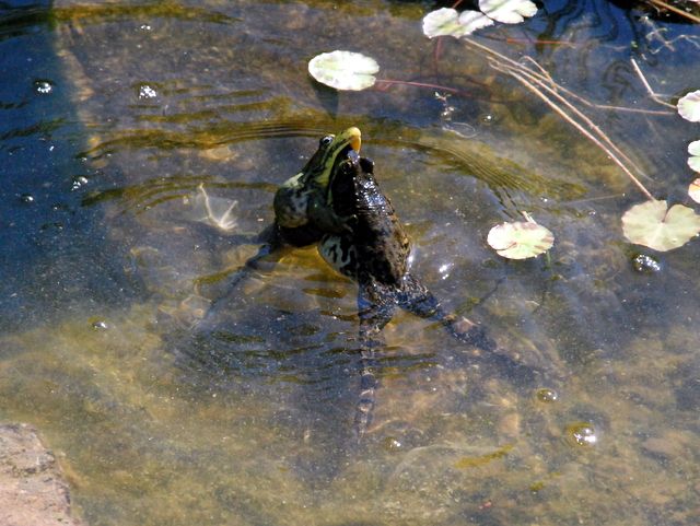 Frog War! photo DSC_5879_zpsd814fcce.jpg