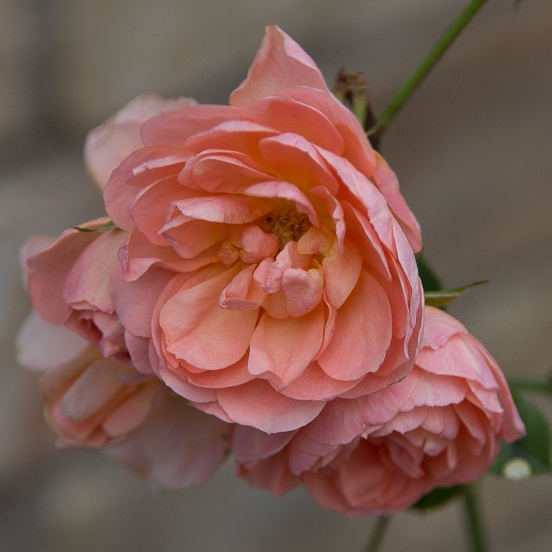 IMAGE: http://i43.photobucket.com/albums/e375/Exfangman/20111223-_MG_0887.jpg