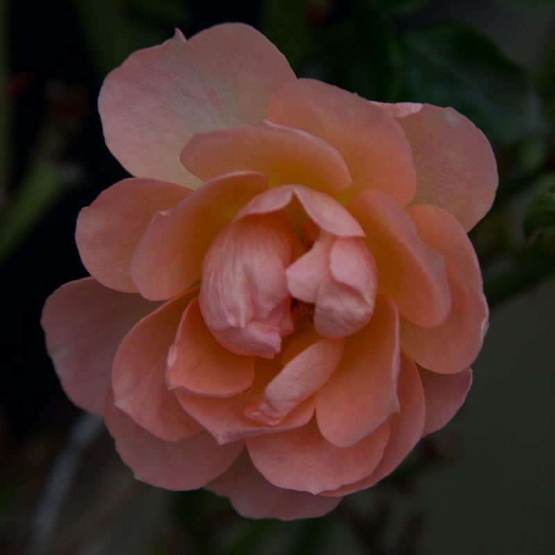 IMAGE: http://i43.photobucket.com/albums/e375/Exfangman/20111223-_MG_0889.jpg