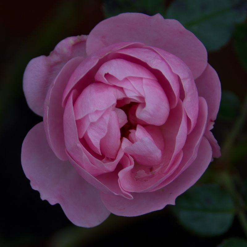 IMAGE: http://i43.photobucket.com/albums/e375/Exfangman/20111223-_MG_0891.jpg