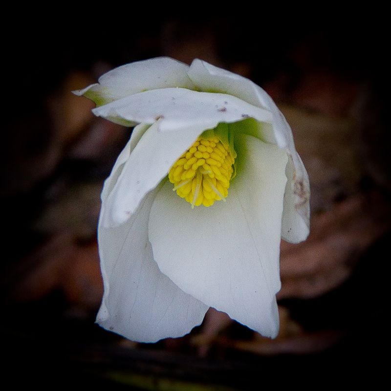 IMAGE: http://i43.photobucket.com/albums/e375/Exfangman/20111228-_MG_1044.jpg