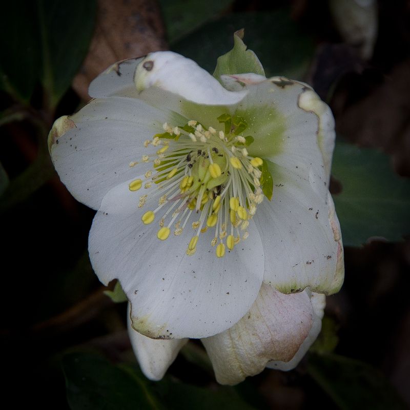 IMAGE: http://i43.photobucket.com/albums/e375/Exfangman/20111228-_MG_1045.jpg