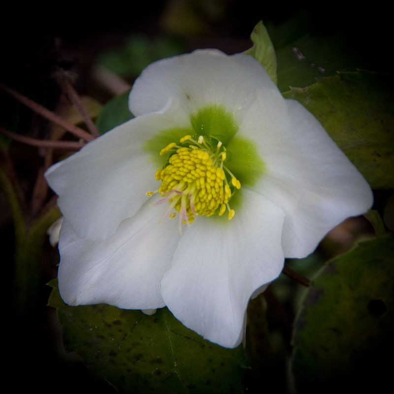 IMAGE: http://i43.photobucket.com/albums/e375/Exfangman/20111228-_MG_1046.jpg