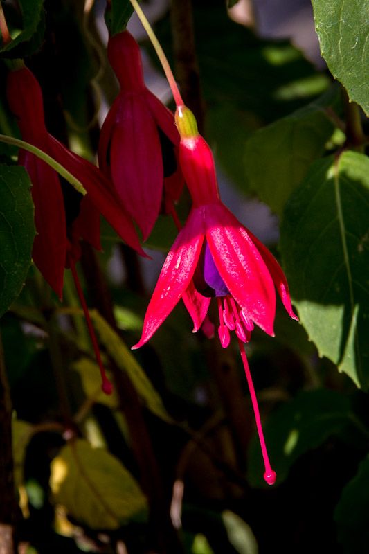 IMAGE: http://i43.photobucket.com/albums/e375/Exfangman/20120726-_MG_4380.jpg