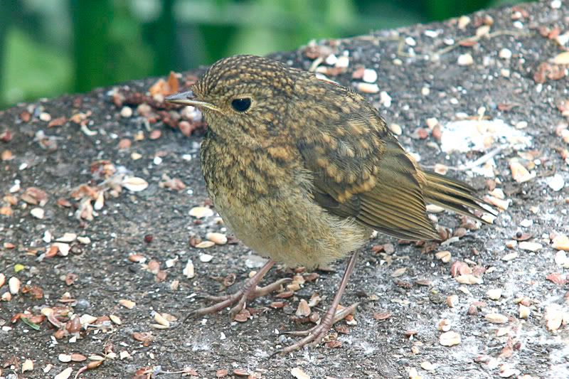 Baby Robin European "Robin Redbreast" Birds in photographyonthe