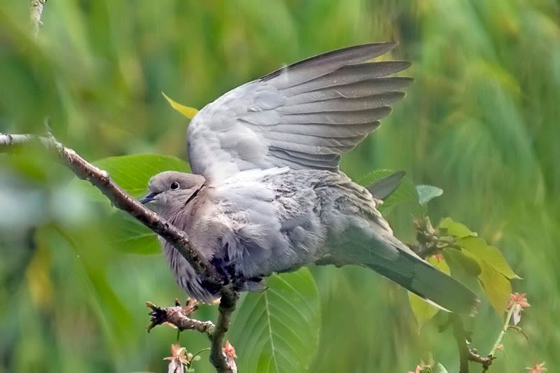 IMAGE: http://i43.photobucket.com/albums/e375/Exfangman/Birds/Dovesoap1_filtered.jpg