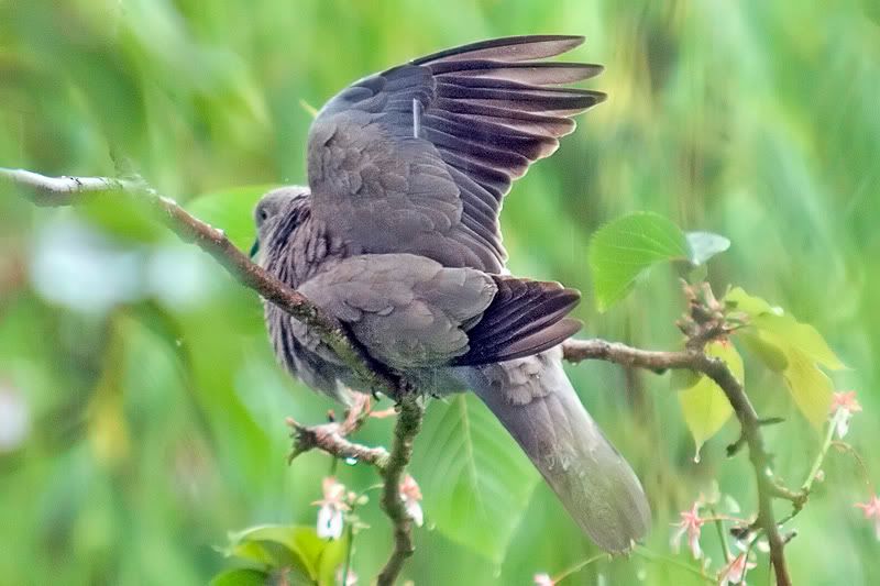 IMAGE: http://i43.photobucket.com/albums/e375/Exfangman/Birds/Dovesoap2_filtered.jpg